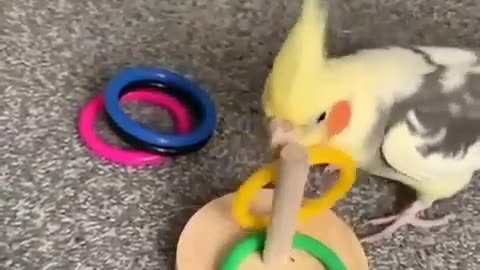 A group of lovebirds and cockatiels playing in the small rings in an amazing way