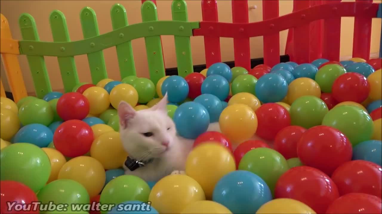 Two Cats and 500 Balls in a Ball Pit !