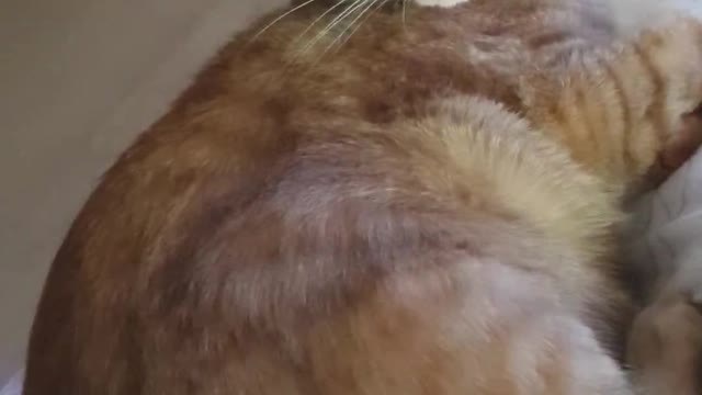Cat Answers When You Call