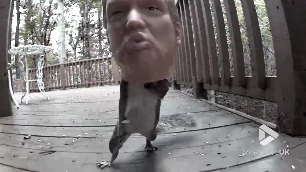 Donald Trump Squirrel Feeder