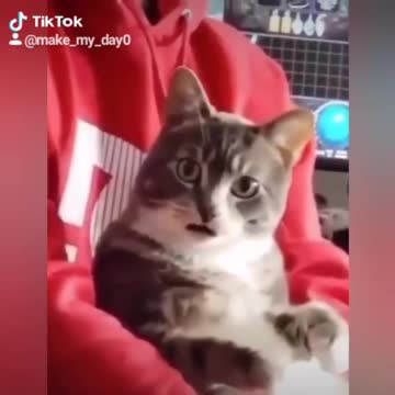 #foryoupage #foryou #fyp #fy #viral #tiktok #funnyvideos #funnyanimals #dog