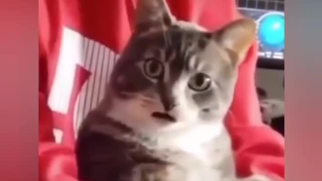 #foryoupage #foryou #fyp #fy #viral #tiktok #funnyvideos #funnyanimals #dog