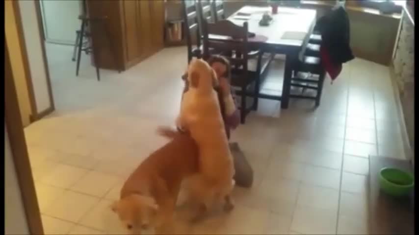 Golden Retrievers dan una entusiasta bienvenida a su dueña