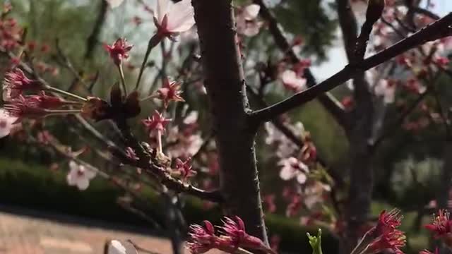 Korea cherry blossom bee