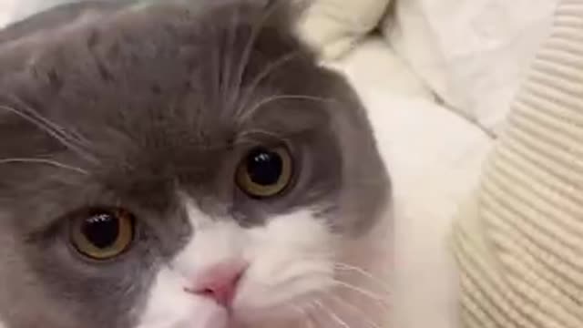 Cute Cats and Funny Animals Compilation 😹