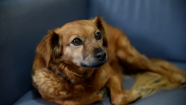 Funny dog!