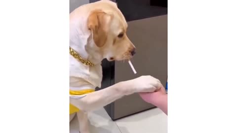 Laugh-a-Pawlooza: Hilarious Animal Videos Guaranteed to Brighten Your Day