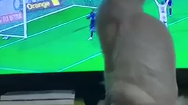 CAT WATCHING FOOTBALL