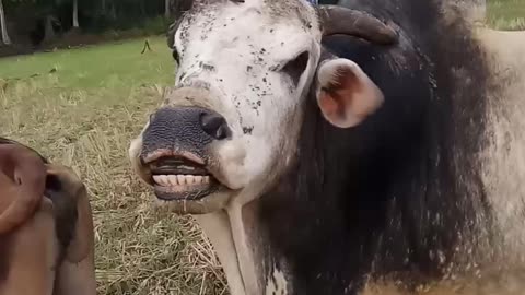 funny romance bull