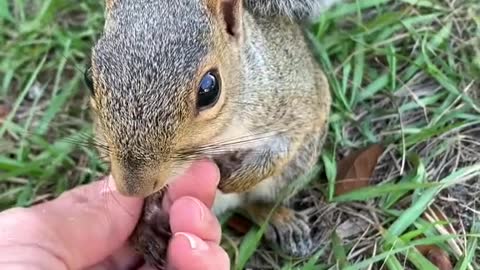 cute squirrel