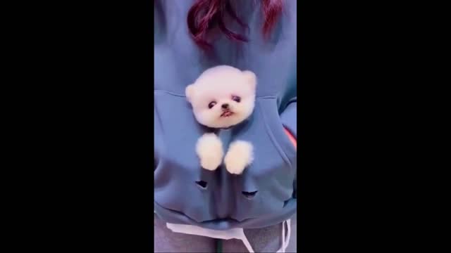 CUTE PUPPY GROOMING