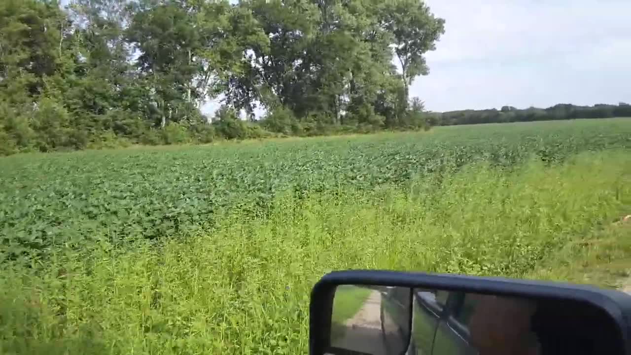 Summer Soybean Crop on Kansas Farm