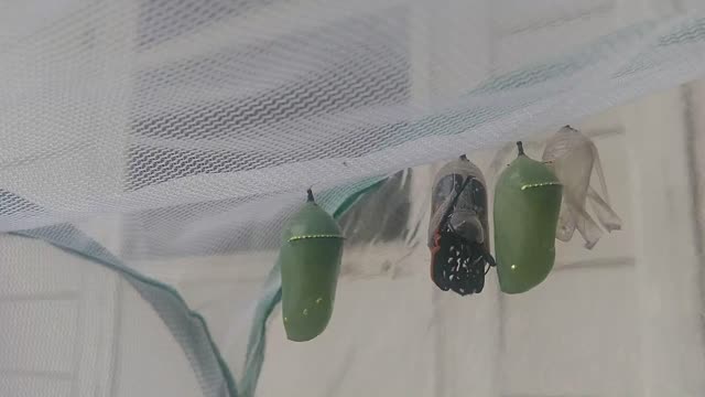 Monarch butterfly emerging