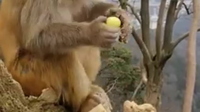 monkey 🐒 short funny video