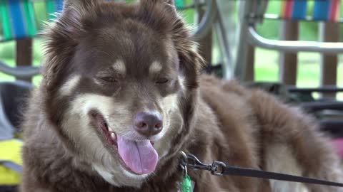 Dog on leash relaxing in summer heat