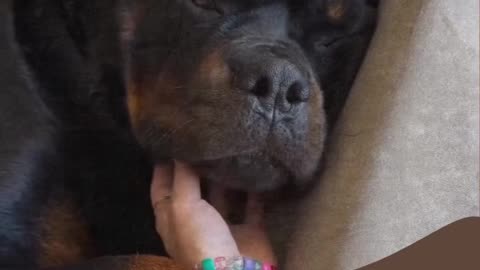 Benefits of owning a Rottweiler