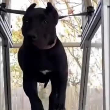 Amazing Baby Dogs -Cute And Funny Dog Videos Compilation #short