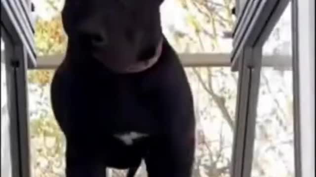 Amazing Baby Dogs -Cute And Funny Dog Videos Compilation #short