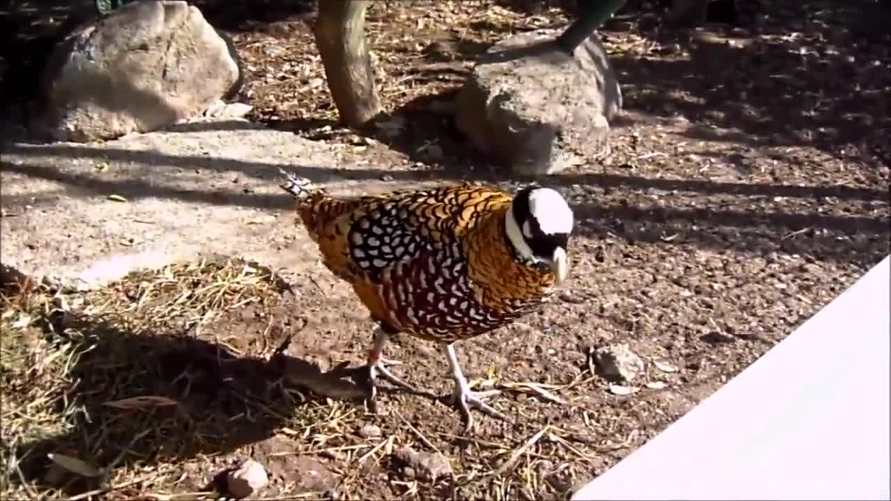 Beautiful Golden Pheasants and Wading Birds