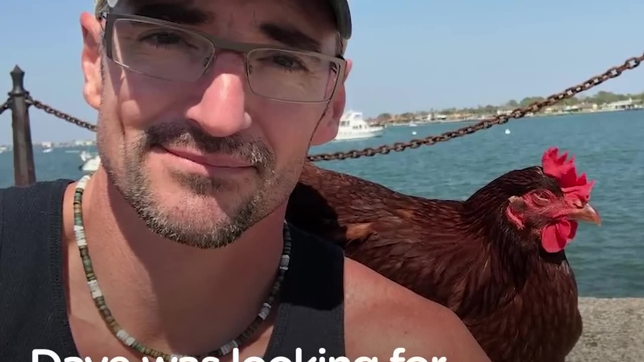 Swimming Chicken Helps Dad Cope with Losing His Best Friend - SAMMI | The Dodo