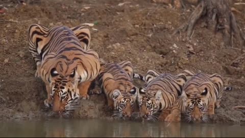 Tiger drink water