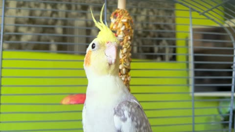 A cute parrot singing