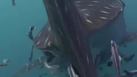 Great big shark swim with baby shark