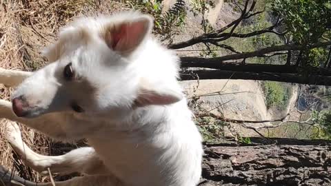 Me, Mountains And Dog