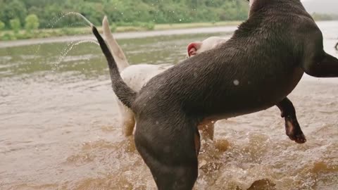 Happy moments of two dog friends