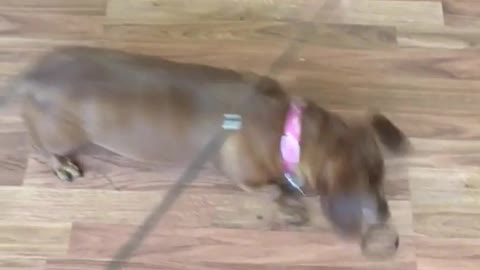 A woman is trying to catch a dogfish