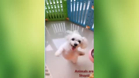 The puppy is turning around and dancing wonderfully