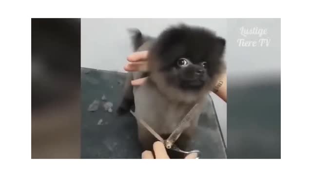 Cute animal dance