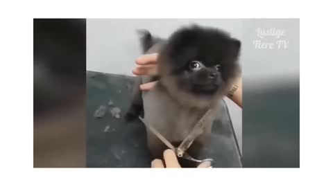 Cute animal dance