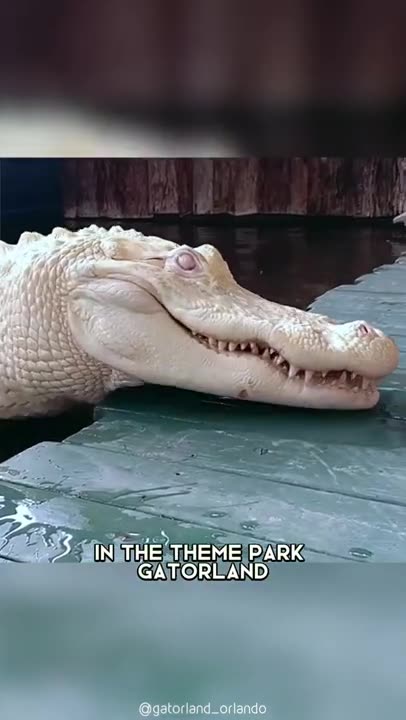 Albino Alligator 🐊 One Of The Albino Animals You Have Never Seen #shorts #alligator #albinoalligator