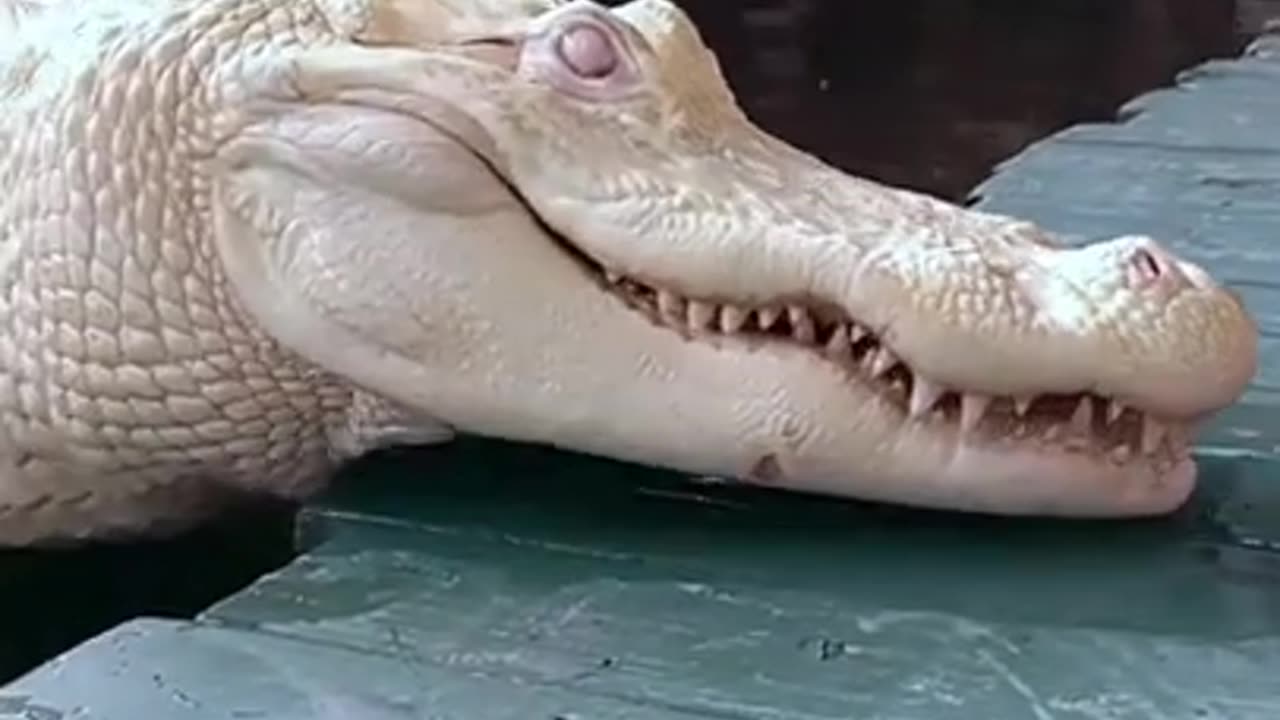 Albino Alligator 🐊 One Of The Albino Animals You Have Never Seen #shorts #alligator #albinoalligator