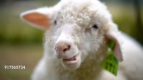 Little sheep is eating close up and face, focus at mouth.