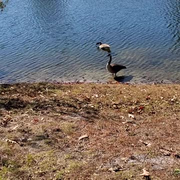 Canadian Geese on a Clear Lake