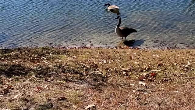 Canadian Geese on a Clear Lake