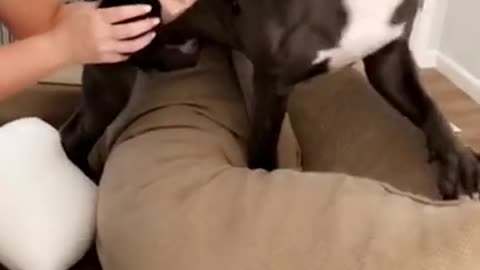 the reaction of the dog