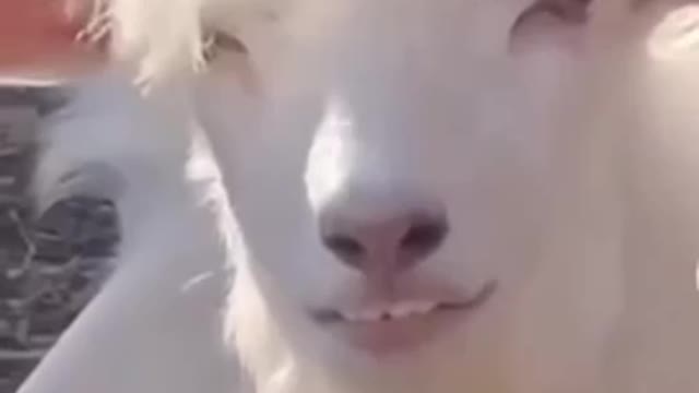 Handsome Goat