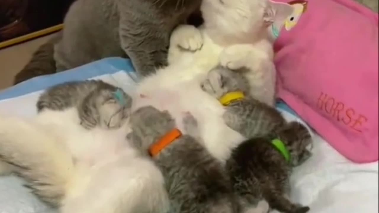 cat babies | baby cat drinking milk from mom | baby cat drinking milk meme | baby cat drink milk