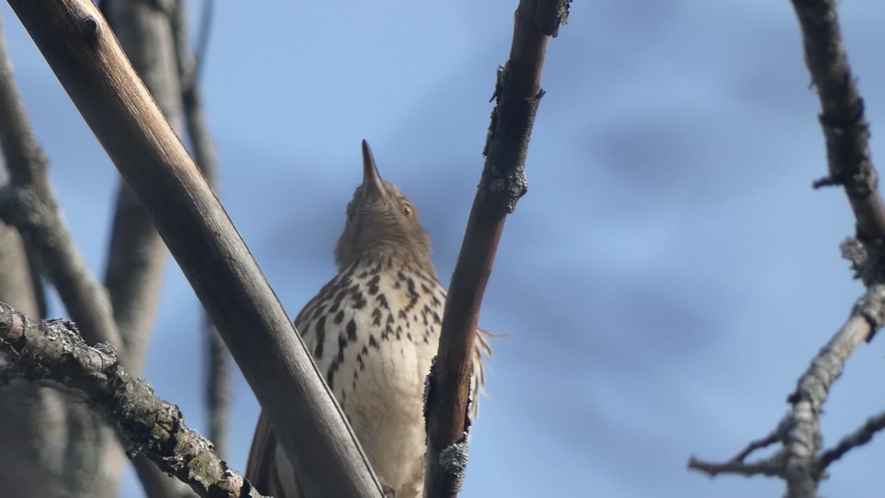 Brown Thrasher Singing from Tree Branch