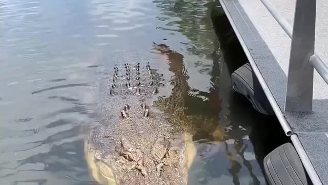 How insanely massive is this crocodile 😱