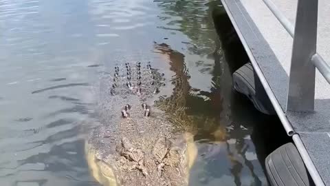 How insanely massive is this crocodile 😱