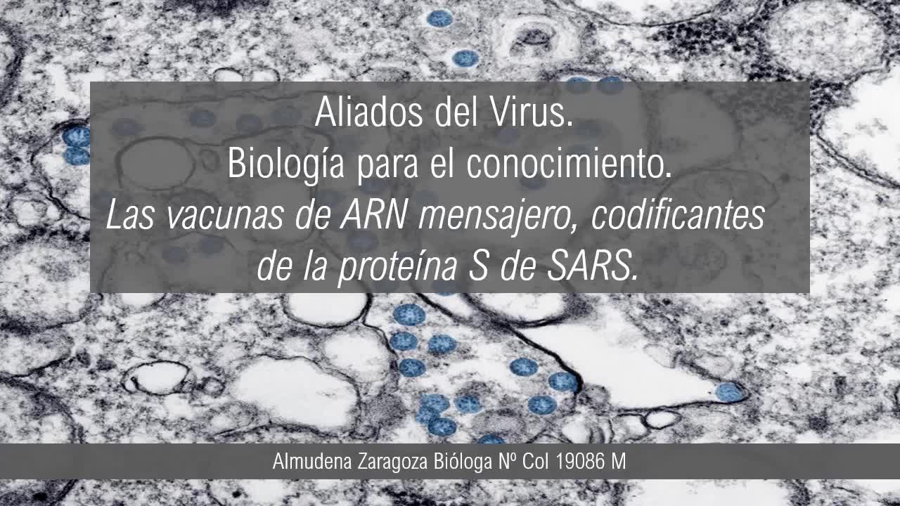 ARN mensajero y las sincitinas proteínas retrovirales humanas.