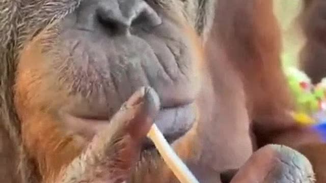 orangutan drinking juice