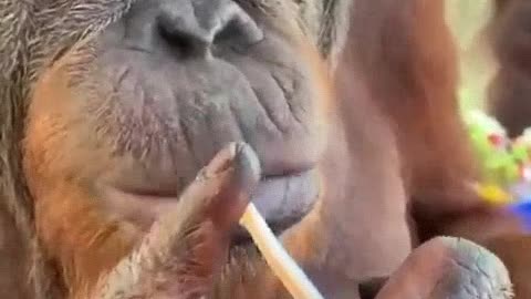 orangutan drinking juice