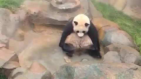 A panda sitting in a pool twiddling its legs