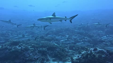 diving with young sharks