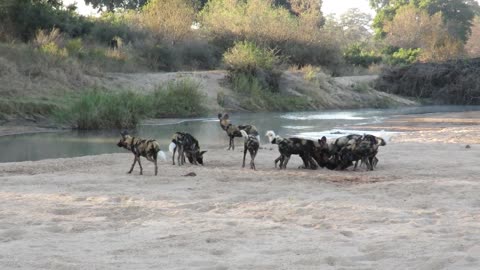 Wild Dogs at a kill